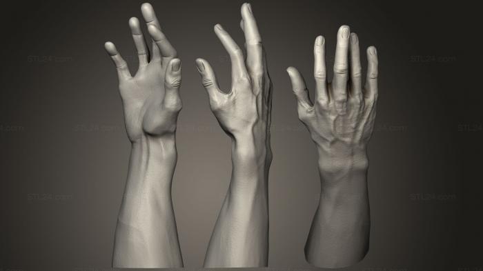 Анатомия скелеты и черепа (Мужская рука 1, ANTM_0815) 3D модель для ЧПУ станка